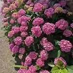 別荘 Maison Independante Pres D'izaut-de-l'hotel Avec Jardin *