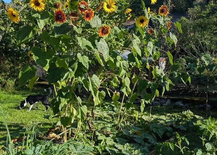 別荘 Maison Independante Pres D'izaut-de-l'hotel Avec Jardin