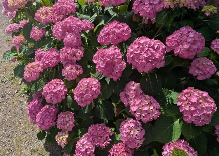 別荘 Maison Independante Pres D'izaut-de-l'hotel Avec Jardin *